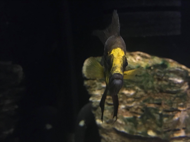 Altolamprologus compressiceps 'Kasanga'